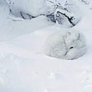 Arctic Fox Alopex Lagopus Curled Art Print