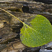 Aspen Leaf - 0824 Art Print