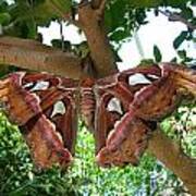 Atlas Moth Art Print