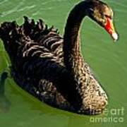 Australian Black Swan Art Print