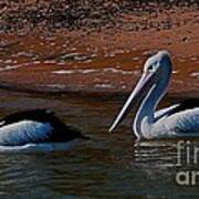 Australian Pelicans Art Print