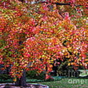 Autumn Maple Art Print