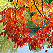 Autumn On The Pond Art Print