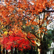 Autumn Sycamore Tree Art Print