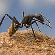 Balbyter Ant Cleaning Its Antennae Art Print