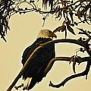 Bald Eagle   Sepia Art Print