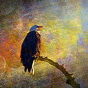 Bald Eagle Awaiting Sunrise Art Print