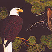 Bald Eagle Art Print