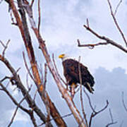 Bald Eagle Watching For A Fish Art Print