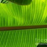 Banana Leaf Art Print