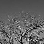 Bare Tree Top Art Print