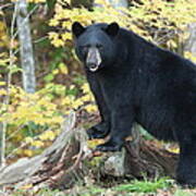 Bear In Autumn Foliage Art Print