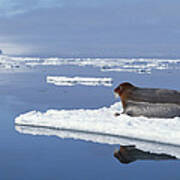 Bearded Seal Resting On Ice Floe Norway Art Print