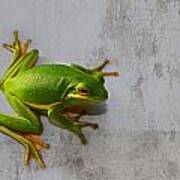 Beautiful American Green Tree Frog On Grunge Background Art Print