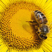 Bee Apidae On Alpine Sunflower Art Print