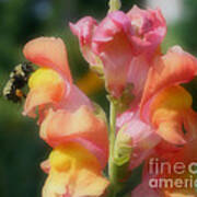 Bumble Bee On Snapdragon #1 Art Print