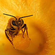 Bee On Squash Flower Art Print