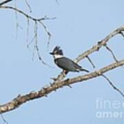 Belted Kingfisher Art Print