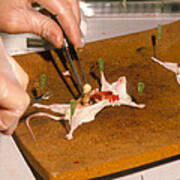 Biology Lesson: Gloved Hands Dissecting A Mouse Art Print