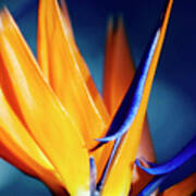 Bird Of Paradise (strelitzia Reginae) Art Print