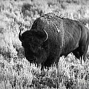 Bison In Black And White Art Print