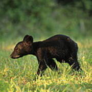 Black Bear Cub Art Print