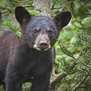 Black Bear Cub In Northern Minnesota Art Print