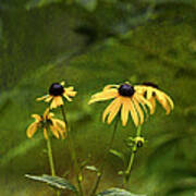 Black-eyed Susans High And Lifted Up Art Print