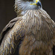 Black Kite 4 Art Print