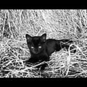 Black Kitten In Hay #7 In Black And White Art Print