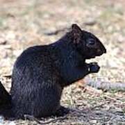 Black Squirrel Of Central Park Art Print