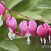 Bleeding Hearts Art Print