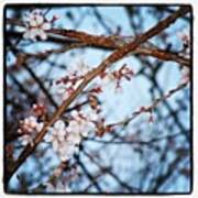 #blossom#cherry Art Print