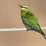 Blue Cheeked Bee Eater Hawf Protected Art Print