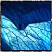 Blue Veins Art Print