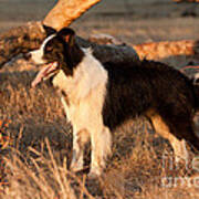 Border Collie At Sunset Print by Michelle Wrighton