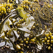 Brown Algae And Seaweed On Intertidal Art Print