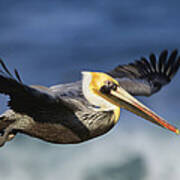 Brown Pelican Flying North America Art Print