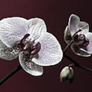 Brown Purple White Orchids Flower Macro - Flower Photograph Art Print