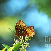 Brown Spotted Butterfly Art Print