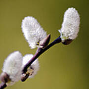 Budding Pussy Willow Art Print