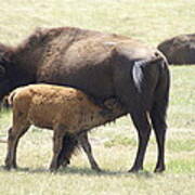 Buffalo Family Art Print