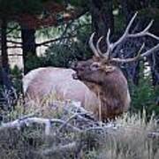 Bugling Bull Elk Art Print