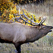 Bugling Elk  In Rmnp Art Print