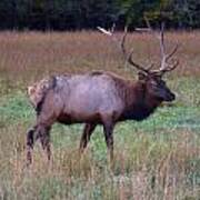 Bull Elk In Rut Art Print