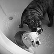 Bulldog Bath Time Art Print