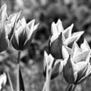 Burgundy Yellow Tulips In Black And White Art Print