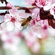 Busy Buzzing Around These Beautiful Blooms... Art Print