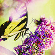 Butterfly Beauty Art Print