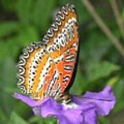 #butterfly #butterflyoftheday #orange Art Print